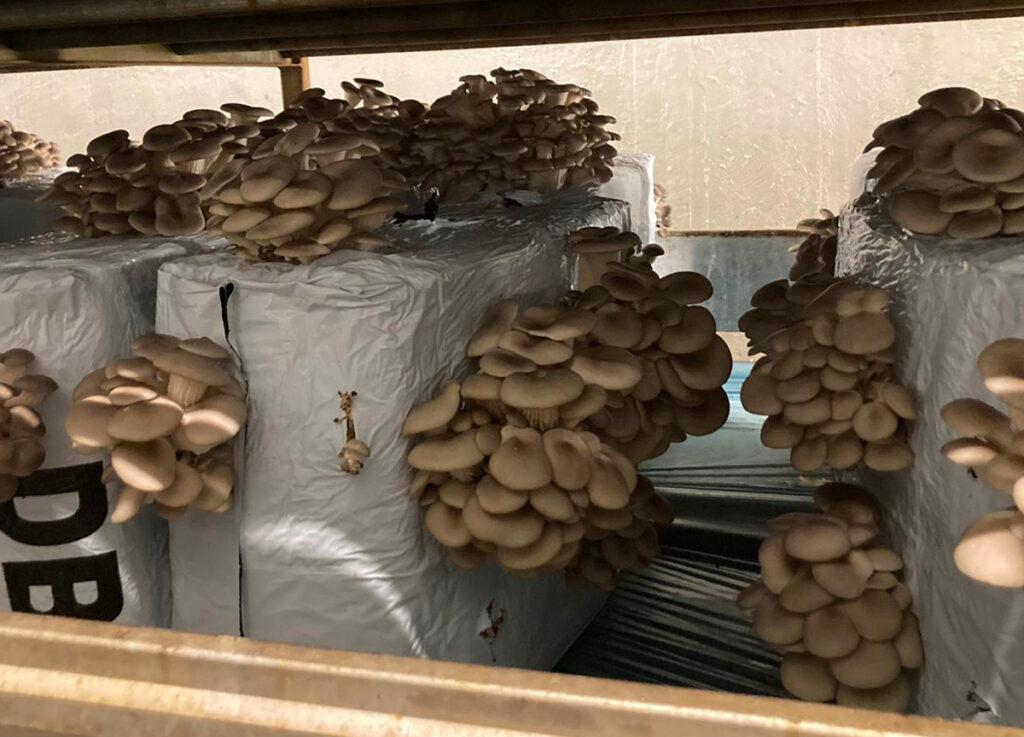 Consorzio-funghi-di-treviso-spoppo SETTEMBRE DI NOVITÀ: ARRIVA LO SPOPPO!