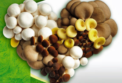 Cuore consorzio funghi di treviso