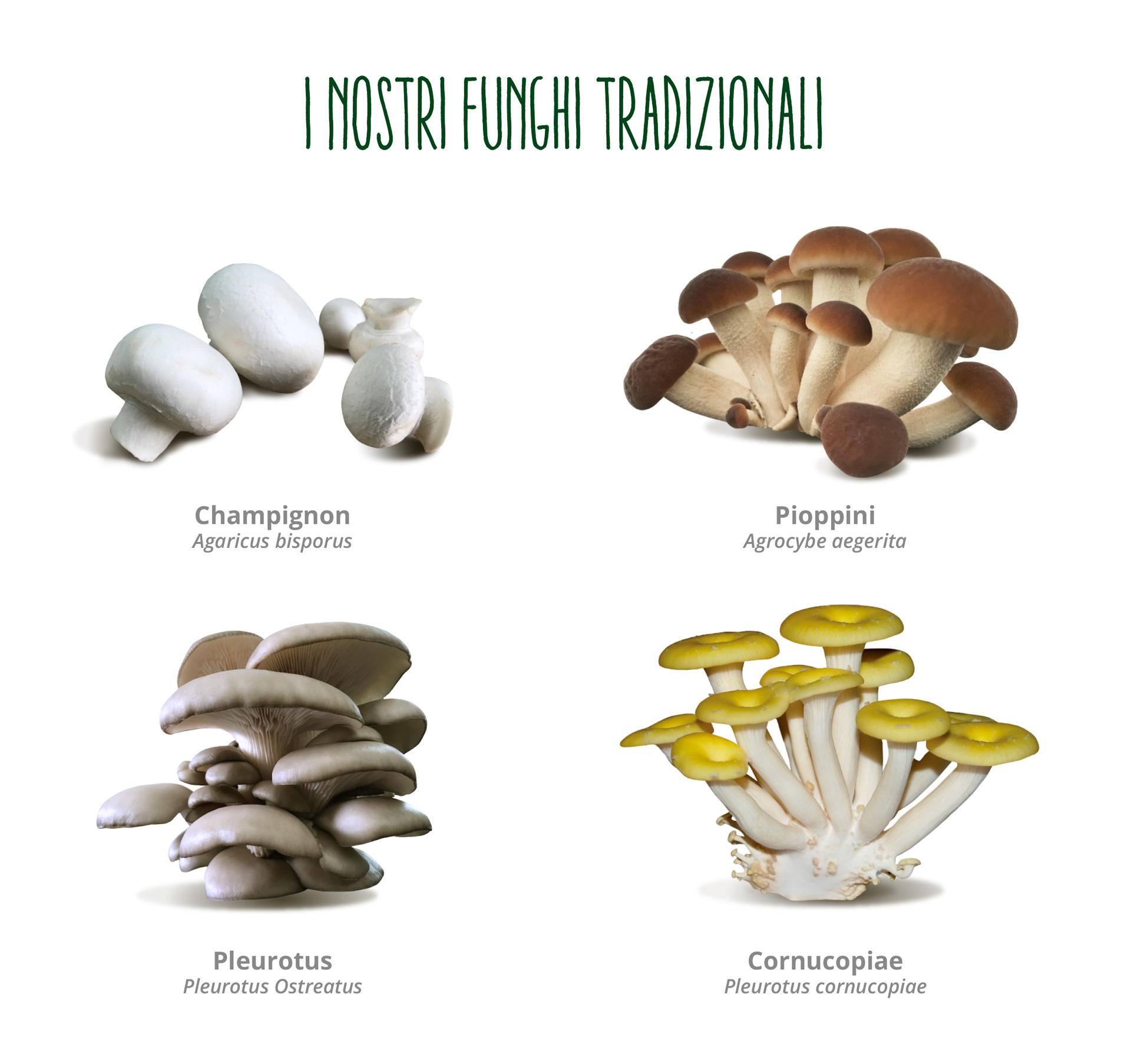 I funghi tradizionali di O.P. Consorzio Funghi di Treviso