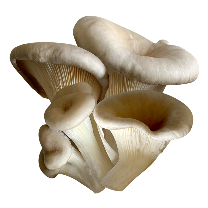 Funghi di Venere