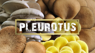 CURIOSITÁ IN TAVOLA: PERCHÉ SCEGLIERE I FUNGHI PLEUROTUS?